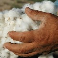 収穫したばかりの綿