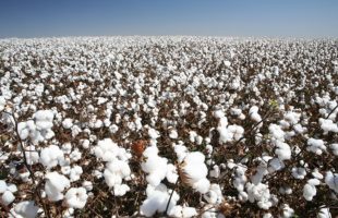 綿花が一面に広がる綿畑